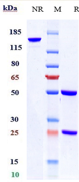 Anti-EpCAM/TROP1/CD326 Reference Antibody (citatuzumab) on SDS-PAGE under reducing (R) condition