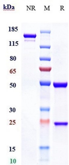 Anti-EpCAM/TROP1/CD326 Reference Antibody (Tucotuzumab) on SDS-PAGE under reducing (R) condition