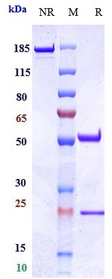 Anti-EpCAM/TROP1/CD326 Reference Antibody (oportuzumab) on SDS-PAGE under reducing (R) condition