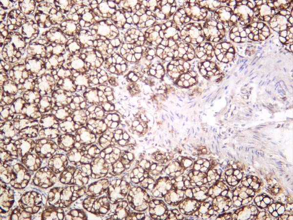 Rat colon was stained with anti-EpCAM rabbit antibody