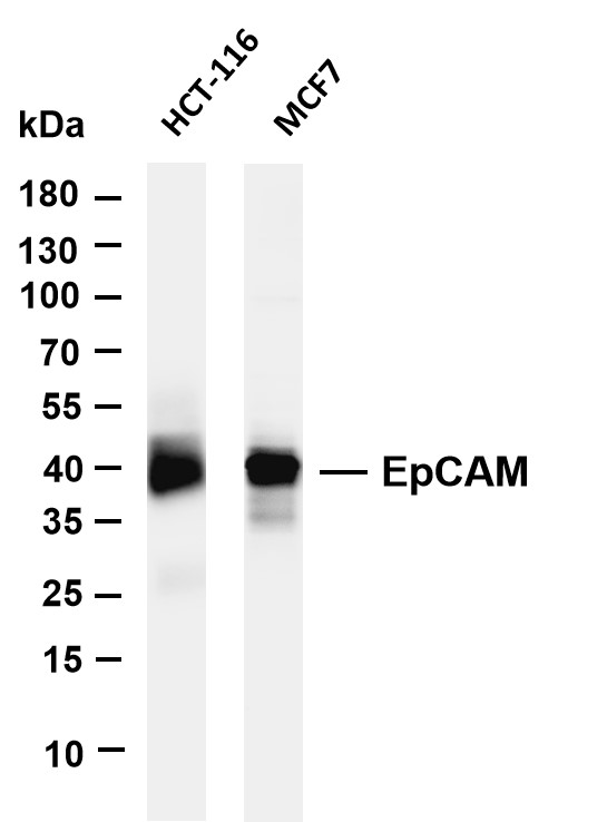 m00276 7 epcam primary antibodies wb testing 1