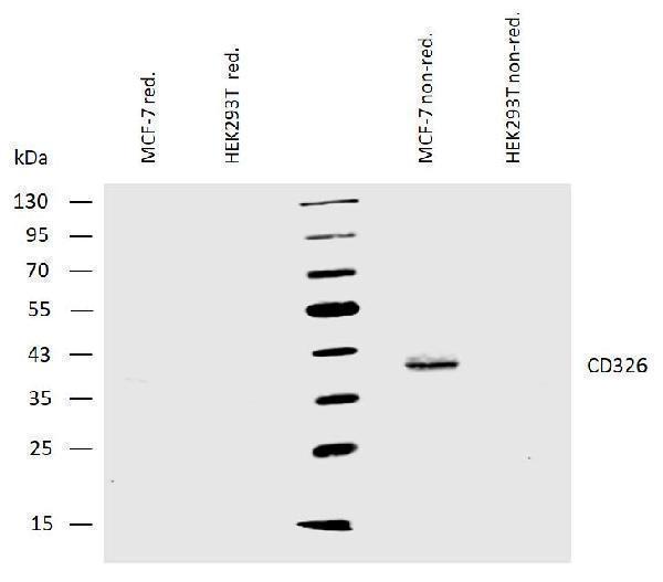 m00276 hu cd326 primary antibodies wb testing 1