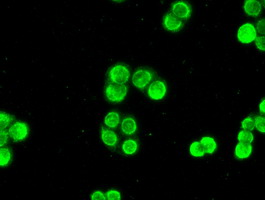 m00277 1 anti chk2 chek2 mouse monoclonal antibody clone id oti5c4 if testing 12
