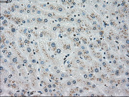 m00277 1 anti chk2 chek2 mouse monoclonal antibody clone id oti5c4 ihc testing 8