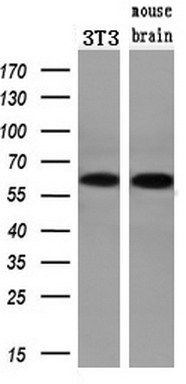 m00277 2 anti chk2 chek2 mouse monoclonal antibody clone id oti2f4 wb testing 5