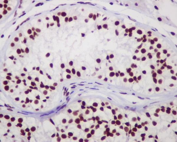 m00277 ihc