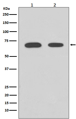 m00277 wb