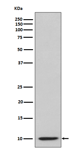 Western blot analysis of IP10 expression in IP10 recombinant protein lysate