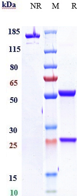 Anti-CSF3R/G-CSFR Reference Antibody (CSL patent anti-G-CSFR) on SDS-PAGE under reducing (R) condition