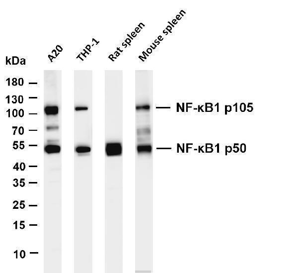 Various whole cell lysates were separated by 4-20% SDS-PAGE, and the membrane was blotted with anti-NF-κB1 p105/p50 antibody
