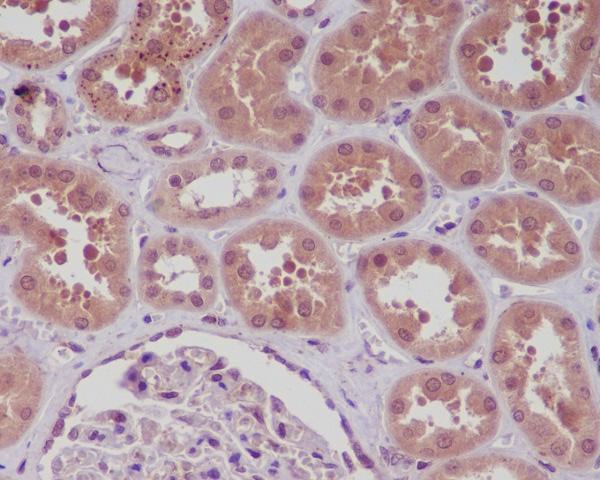 Immunohistochemical analysis of paraffin-embedded human kidney, using NF-κB p105/p50 Antibody