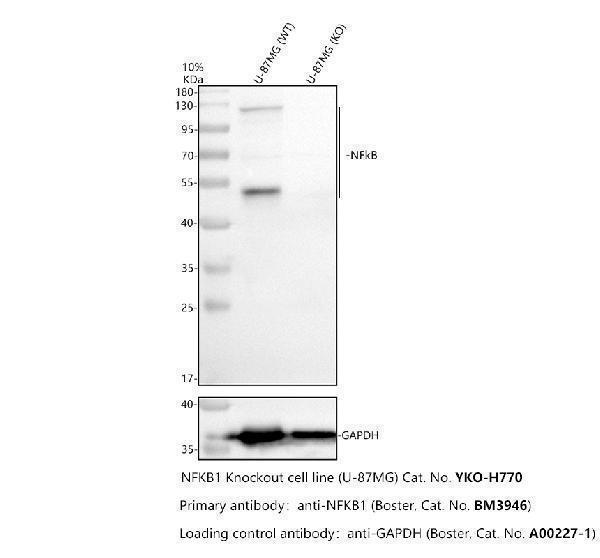 m00283 nfkb primary antibodies wb testing 2