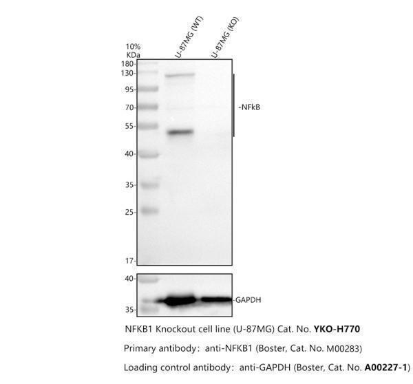 m00283 nfkb primary antibodies wb testing 2_1