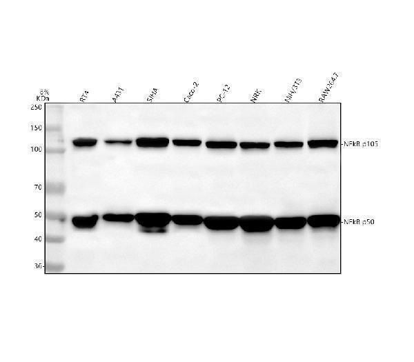  Western blot analysis of NF-κB p105/p50 using anti-NF-κB p105/p50 antibody (M00283)