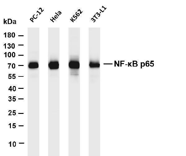 m00284 4 rela primary antibodies wb testing 1
