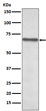 m00284 wb