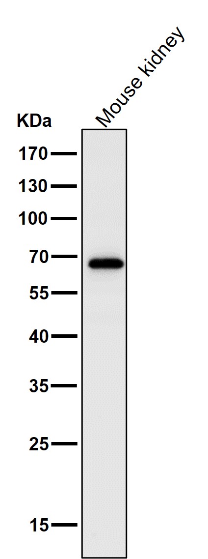 m00284 wb11