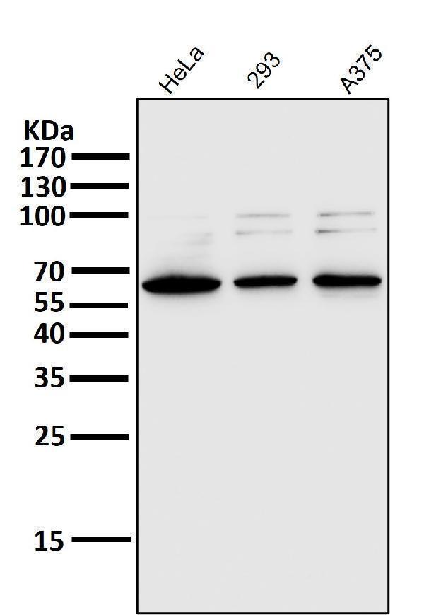 m00284 wb8