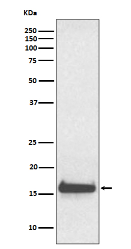 m00290 1 wb