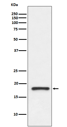 Western blot analysis of Prealbumin gamma expression in human fetal kidney lysate
