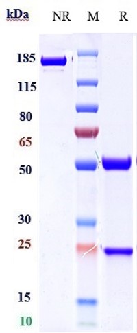 Anti-ICOS/CD278 Reference Antibody (feladilimab) on SDS-PAGE under reducing (R) condition