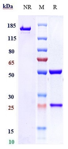 Anti-ICOS/CD278 Reference Antibody (vopratelimab) on SDS-PAGE under reducing (R) condition