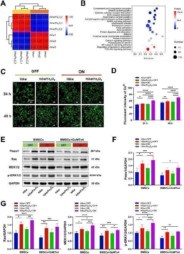 Bioinformatic and mechanistic analysis of BMSCs differentiation with HAw and the magnetic HAw/Fe3O4 under the activation of an MF