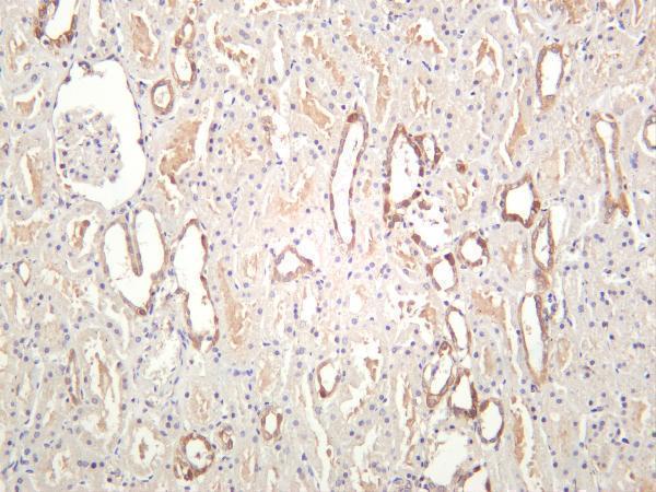 Human kidney was stained with anti-MEK1 rabbit antibody