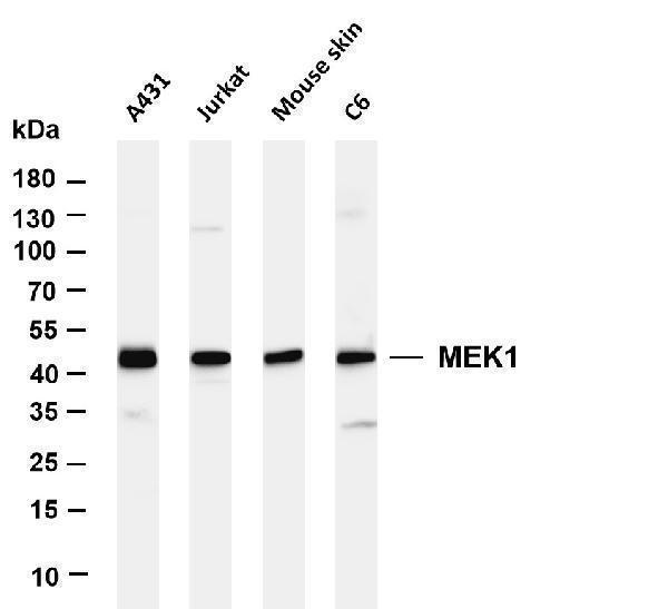 Various whole cell lysates were separated by 4-20% SDS-PAGE, and the membrane was blotted with anti-MEK1 antibody