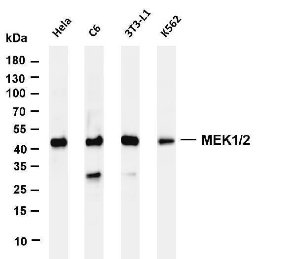 m00292 6 map2k1 primary antibodies wb testing 1