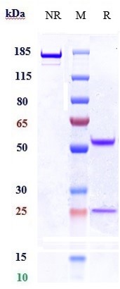 Anti-c-RET Reference Antibody (Regeneron patent anti-RET) on SDS-PAGE under reducing (R) condition