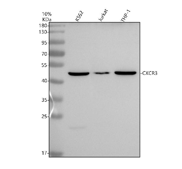Western blot analysis of CXCR3 using anti-CXCR3 antibody (M00295-2)