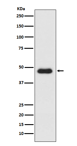 Western blot analysis of CXCR3 expression in K562 cell lysate