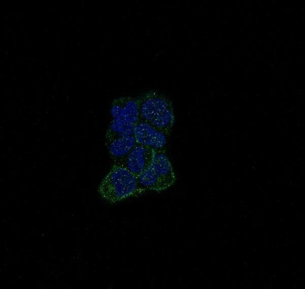 Immunofluorescent analysis of A673 cells, using ErbB4 (HER4) Antibody 