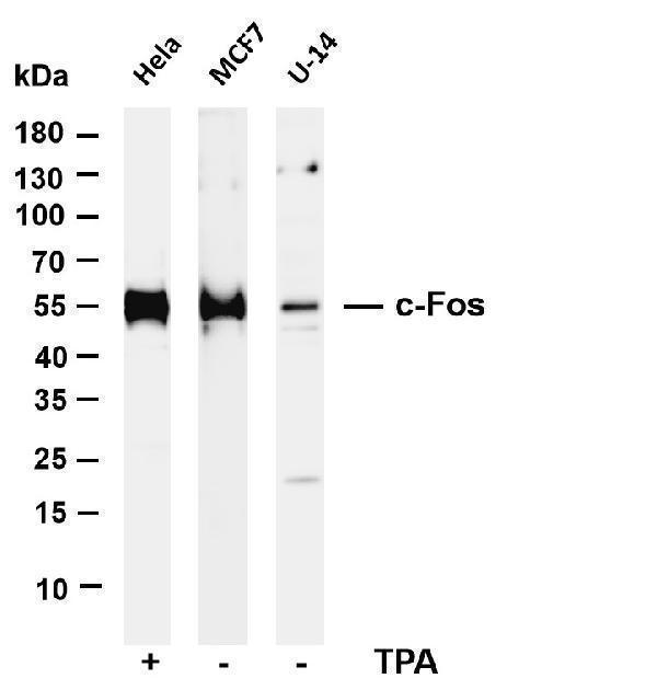 m00297 7 fos primary antibodies wb testing 1