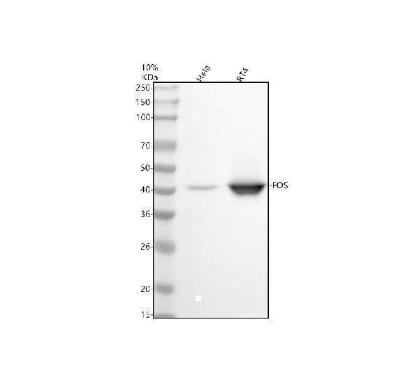 m00297 fos primary antibodies wb testing 1
