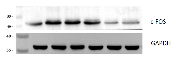 m00297 fos primary antibodies wb testing 2