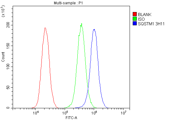 m00300 1 sqstm1 primary antibodies fc testing 9