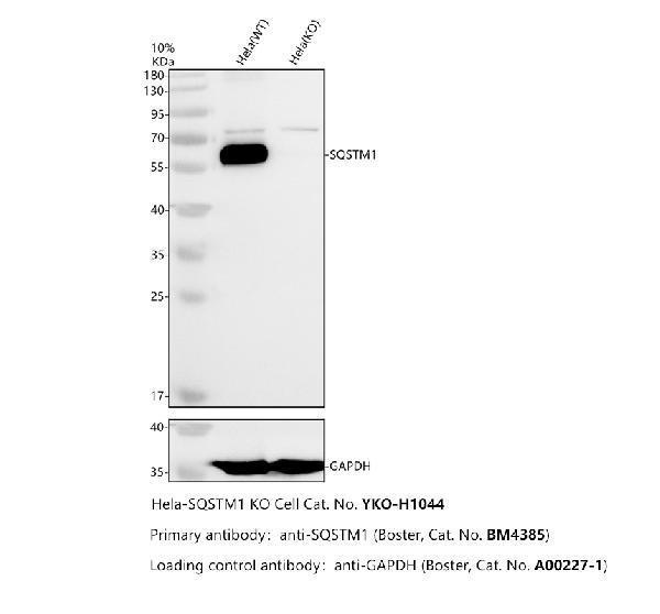 m00300 sqstm1 primary antibodies wb testing 2