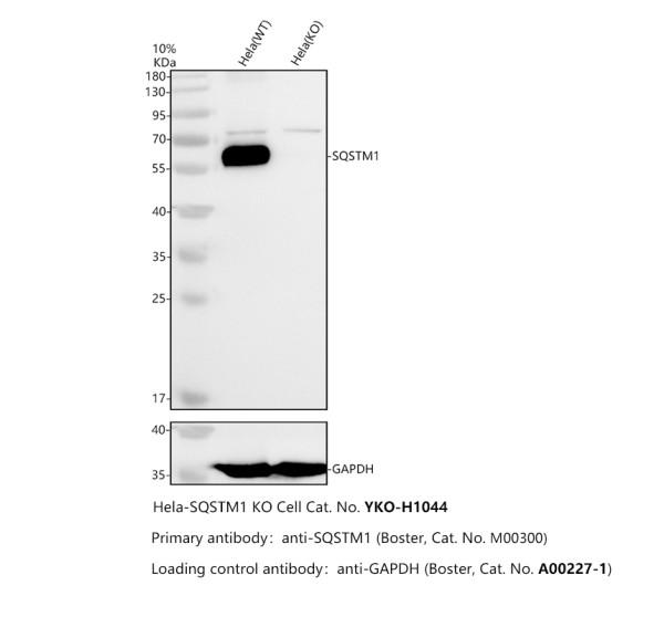 m00300 sqstm1 primary antibodies wb testing 2_1