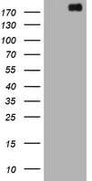 m00301 2 anti alk mouse monoclonal antibody clone id oti1b2 wb testing 1