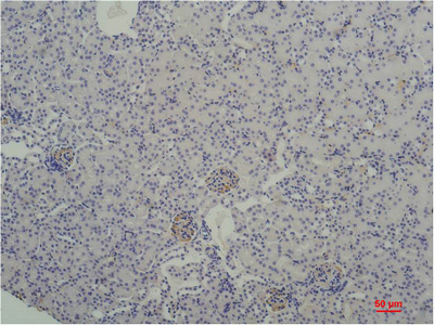 m00302 1 tbp primary antibodies ihc testing 1