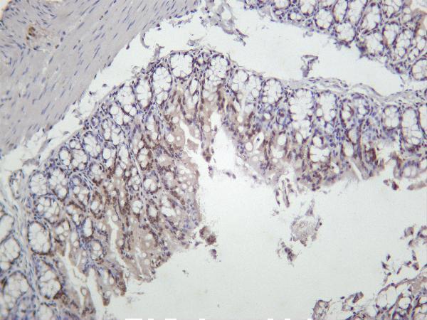 Mouse colon was stained with Anti-TATA Box Binding Protein rabbit antibody