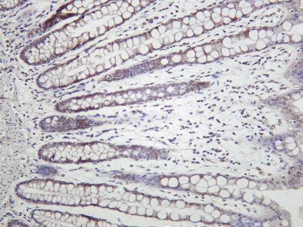 Human colon was stained with Anti-TATA Box Binding Protein rabbit antibody