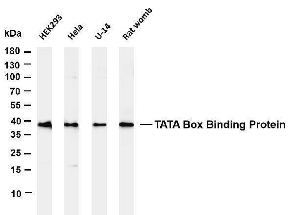 m00302 2 tbp primary antibodies wb testing 1