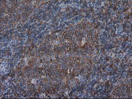 m00303 1 anti vasp mouse monoclonal antibody clone id oti4d6 ihc testing 6