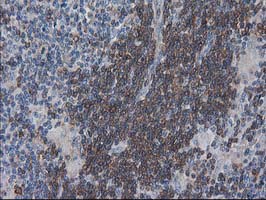 m00303 1 anti vasp mouse monoclonal antibody clone id oti4d6 ihc testing 7