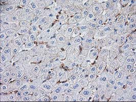 m00303 1 anti vasp mouse monoclonal antibody clone id oti4d6 ihc testing 9