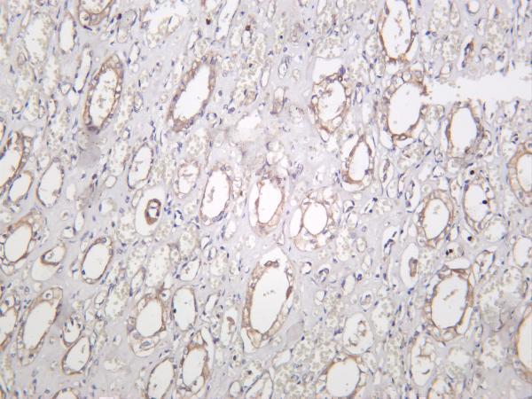 Human kidney was stained with anti-VASP rabbit antibody