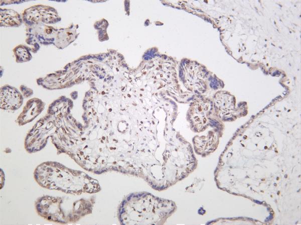 Human placenta was stained with anti-VASP rabbit antibody